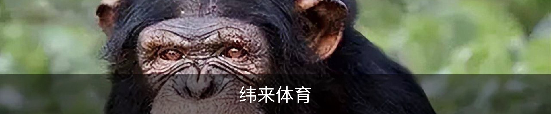 纬来体育